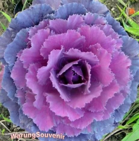 KALE Autumn MIX Seeds - Flowering Vegetable Garden CABBAGE